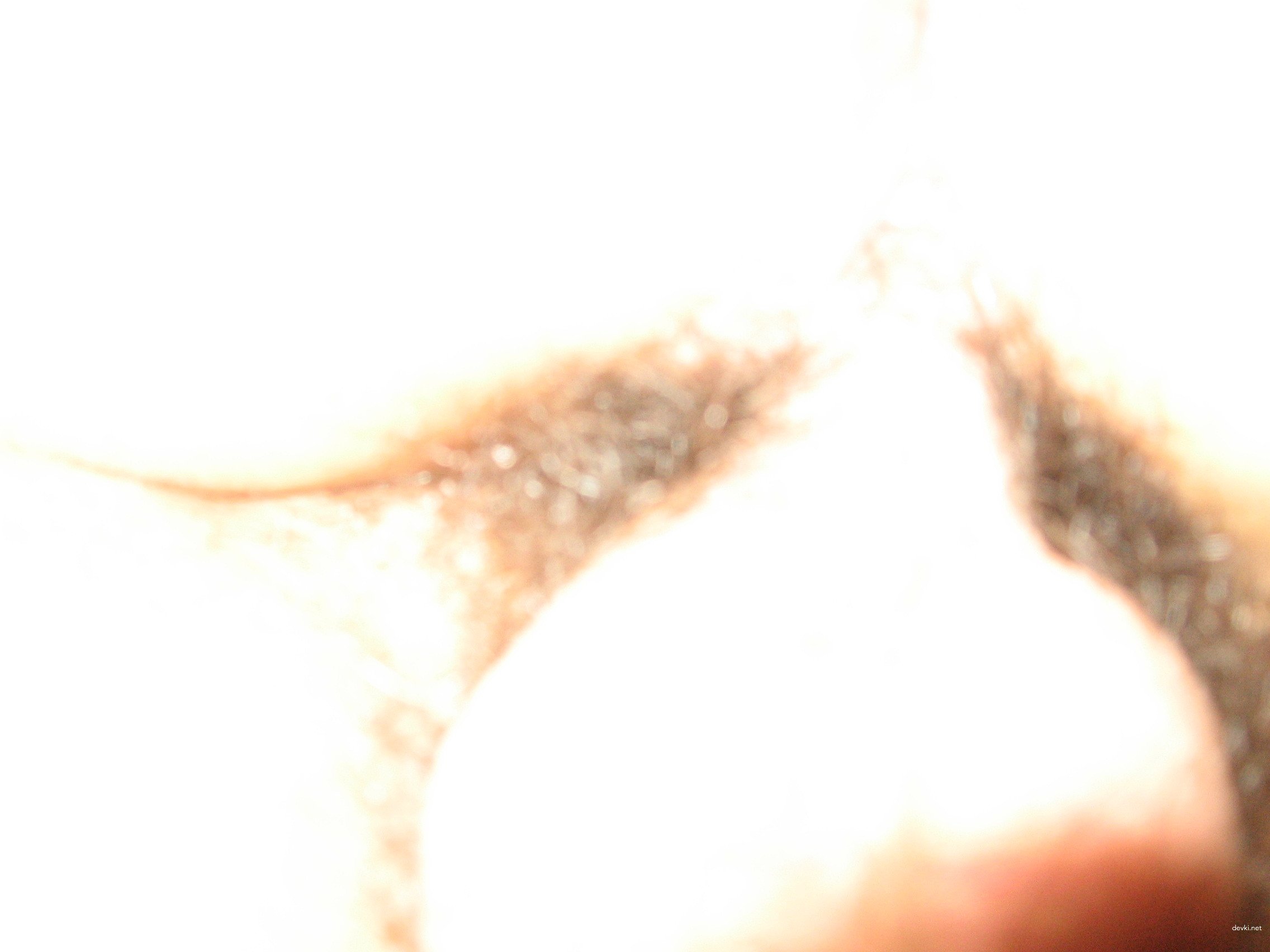 Hot Latina Amateur Porn Photos - XXX Latinas Get Wild and Naughty