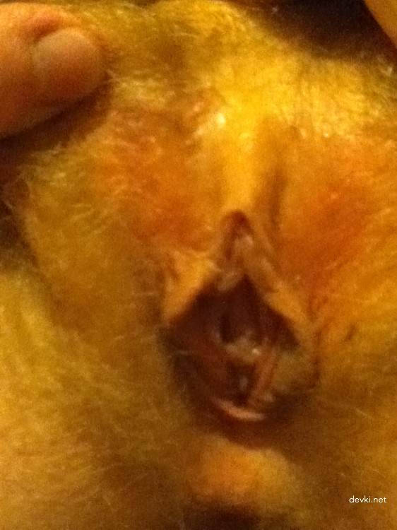 Hairy Pussy Girl Sucks Cock - Explicit Amateur Blowjob Photo