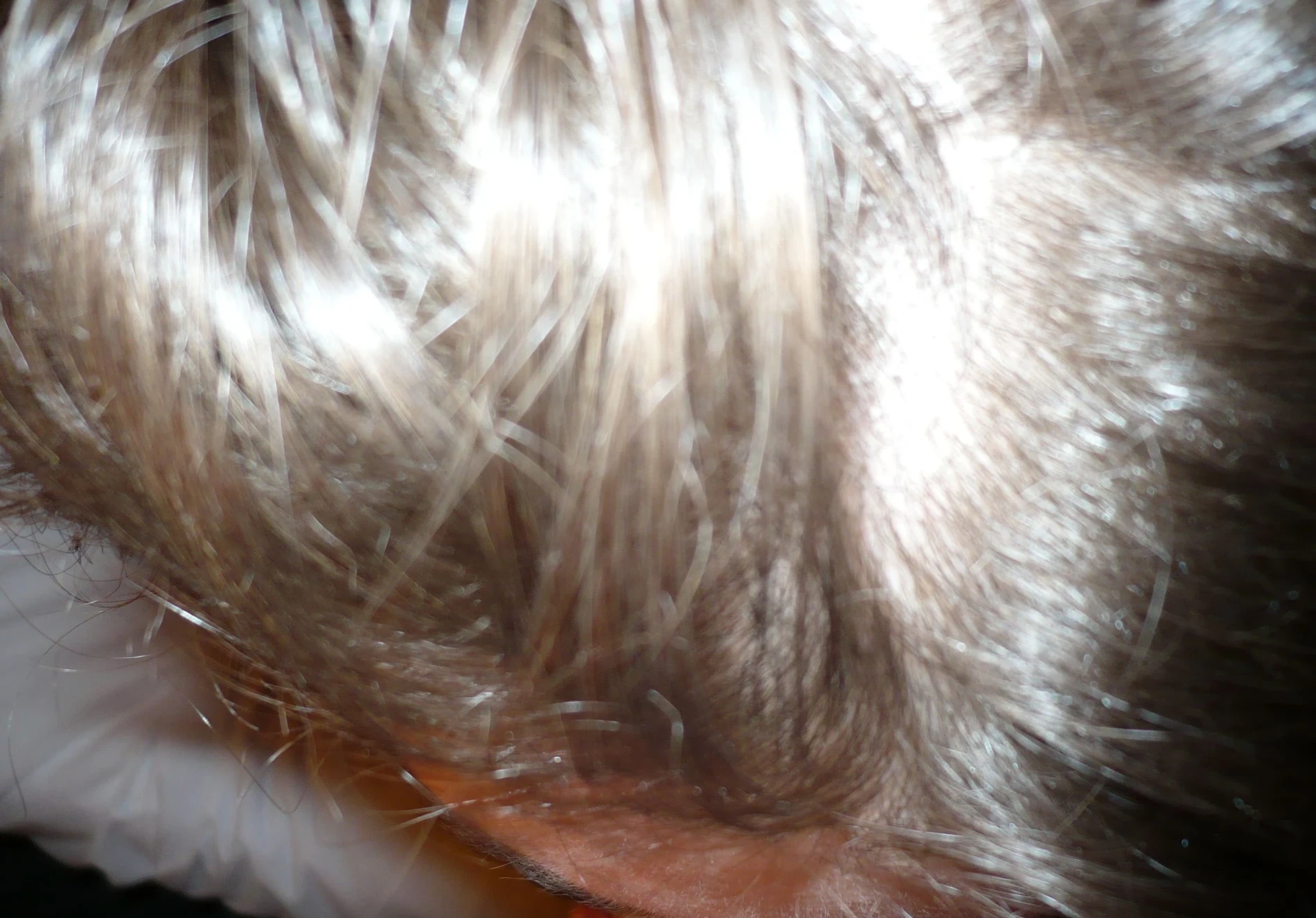 Curvy amateur plays with cock - Explicit amateur porn photo