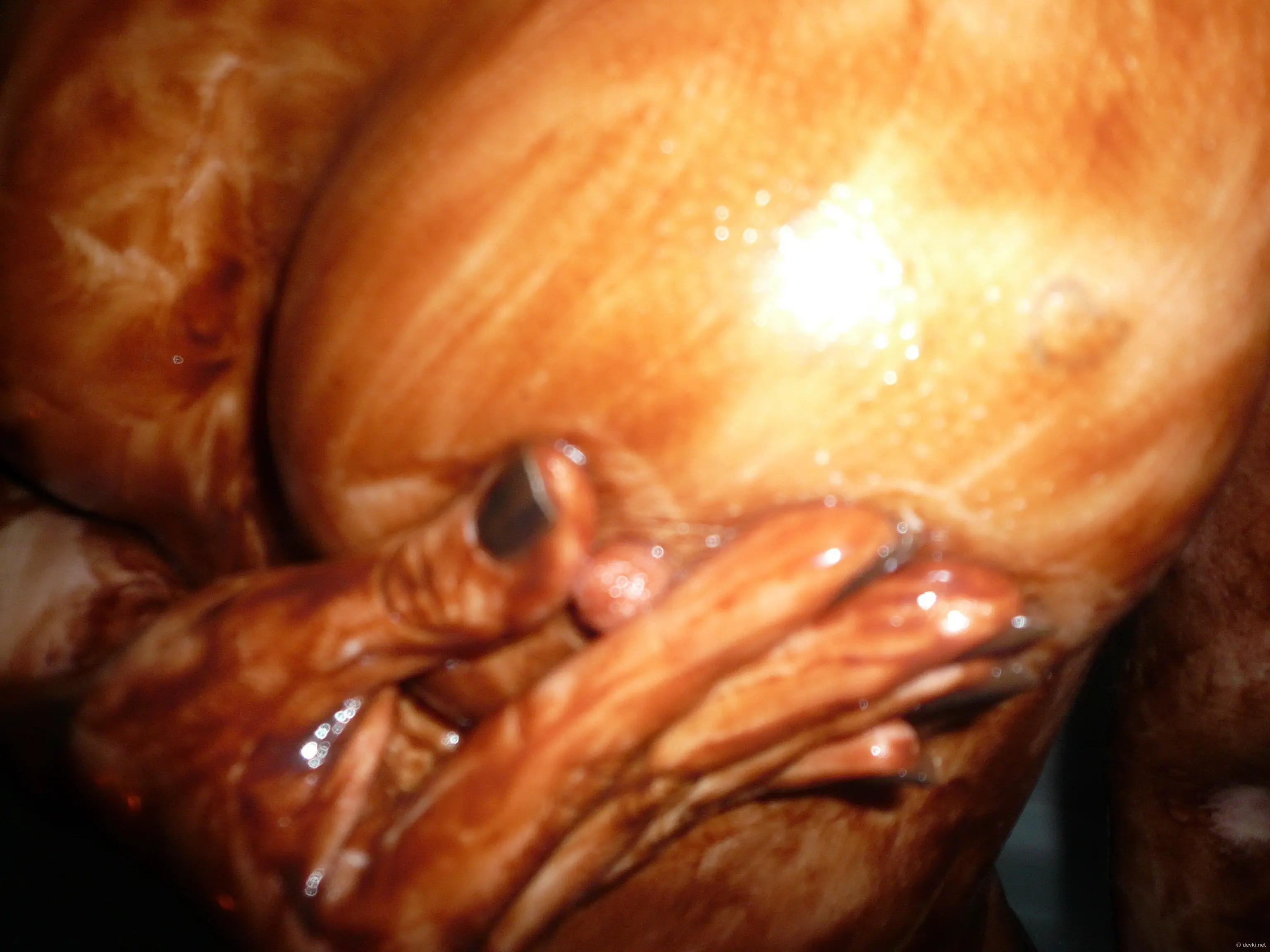 Chocolate-covered babe gives blowjob in amateur porn pic